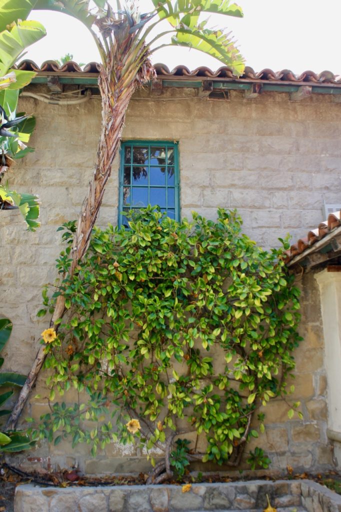 Vine at Mission Santa Barbara