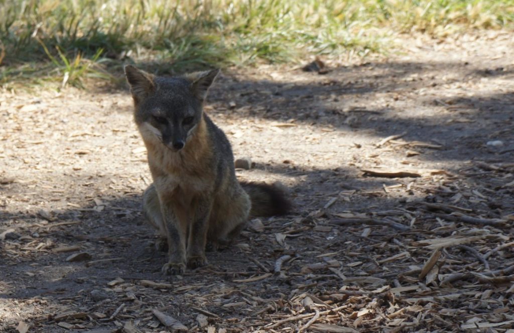 Island Fox