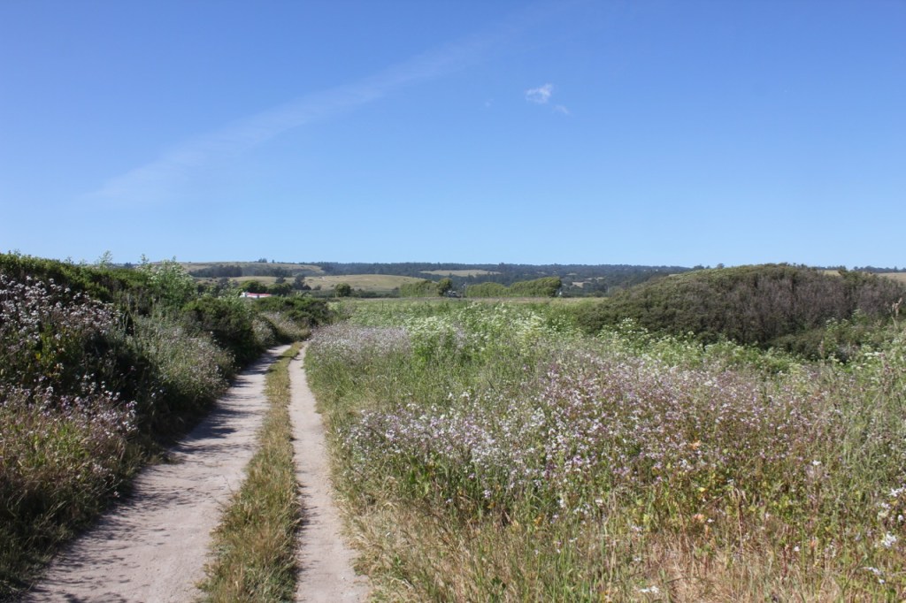 Old Cove Landing Trail