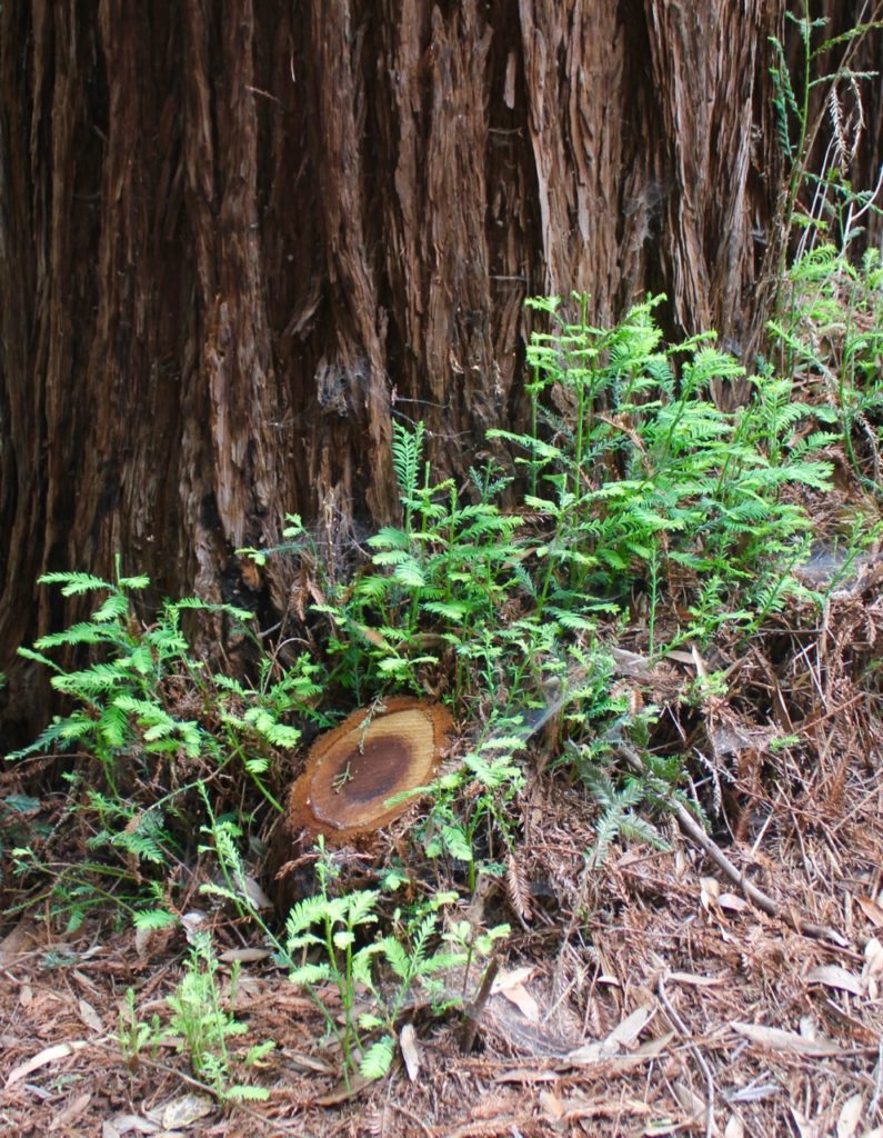 Wunderlich Park (Woodside)