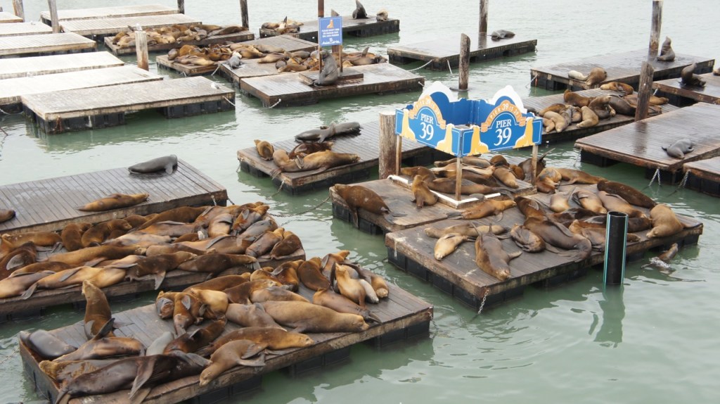 Sea Lions at Pier 39 in San Francisco