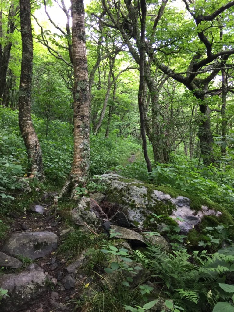 Appalachian Trail in Summer
