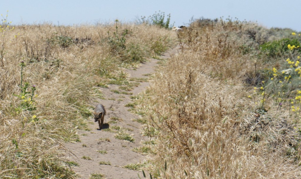 Island Fox on the trail
