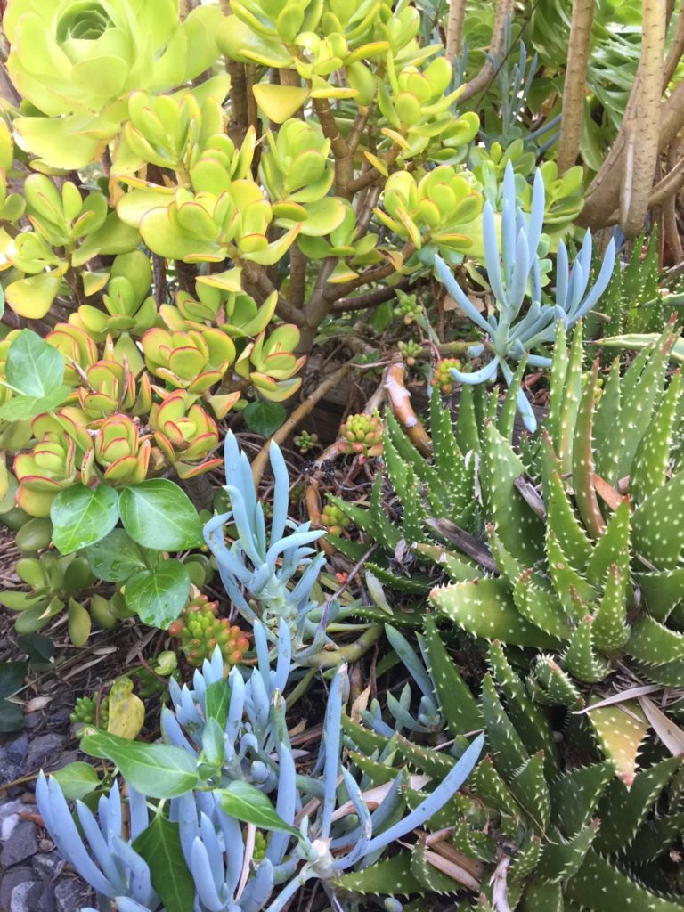 Succulents at the Allied Arts Guild