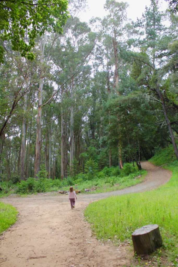 A branch in the trail