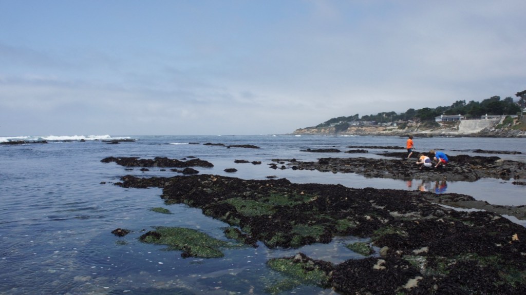 Low tide at Fitzgerald Marine Preserve