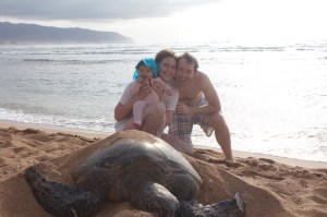 Hawaii Sea Turtle
