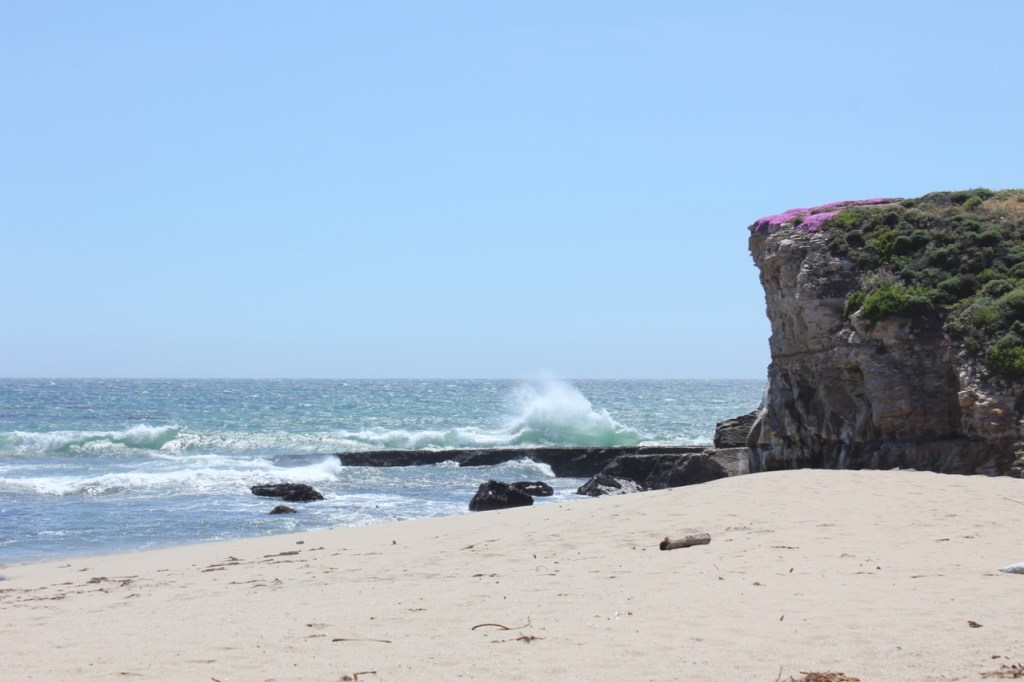 Sand Plant Beach Cliff