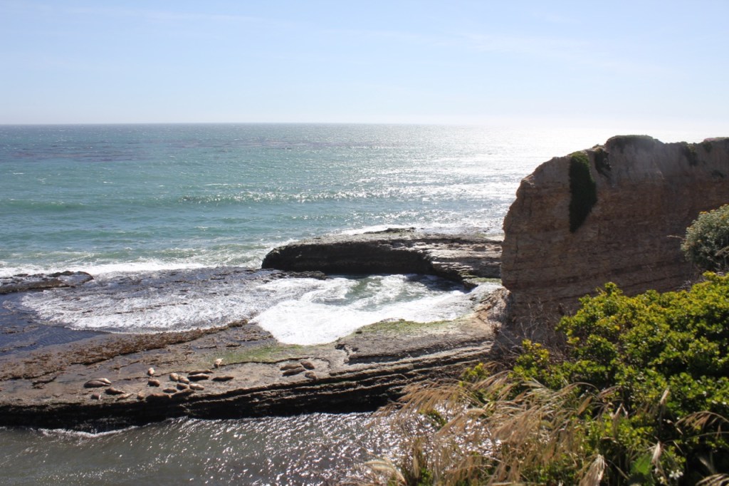 Seals sunning at Wilder Ranch