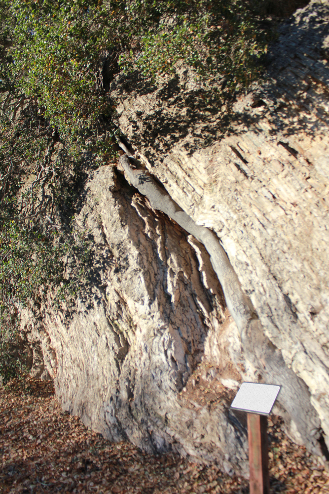 Bob Jones Trail Great Oak Root