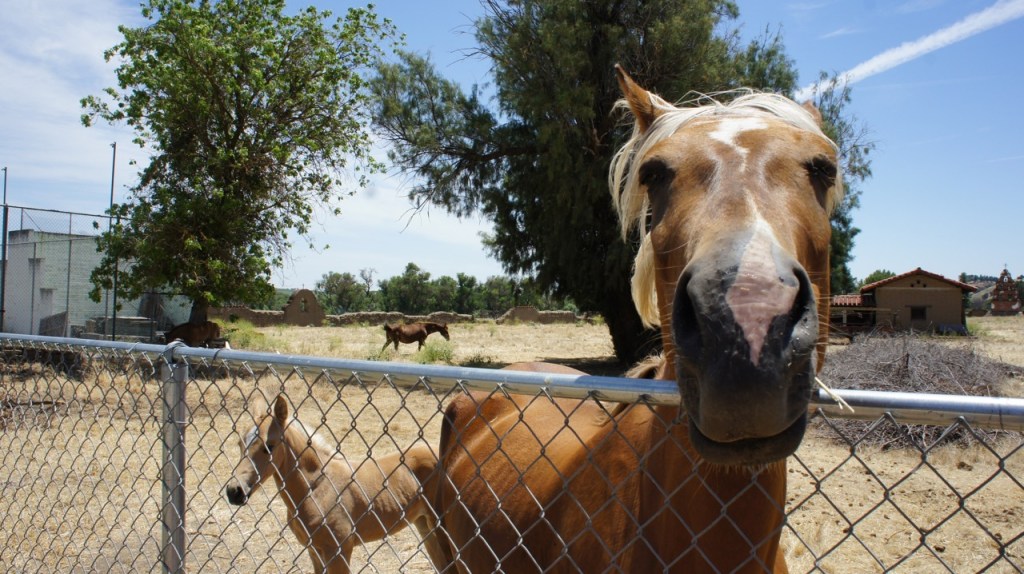 Horse at Mission San Miguel