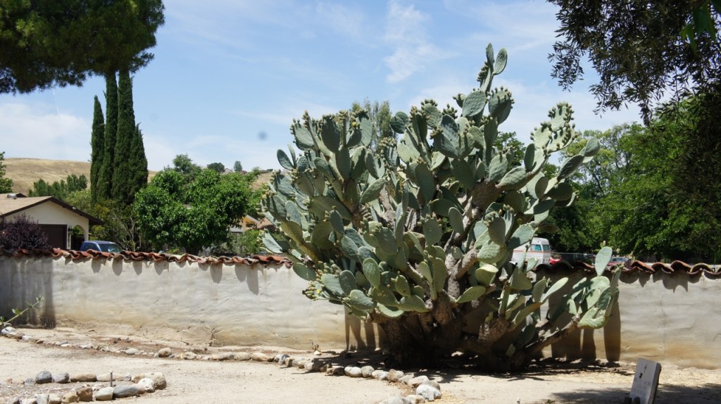 Cactus at Mission San Miguel