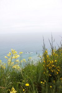 Flowers over the ocean