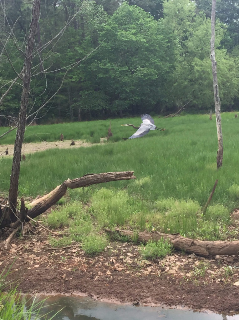 Hikes and Rambles: Bond Park (Cary,&nbsp;NC)