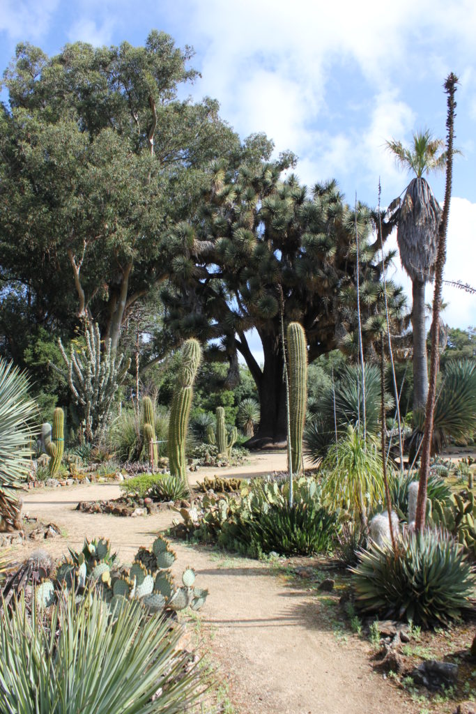 Hikes and Rambles: Arizona Garden&nbsp;(Stanford)