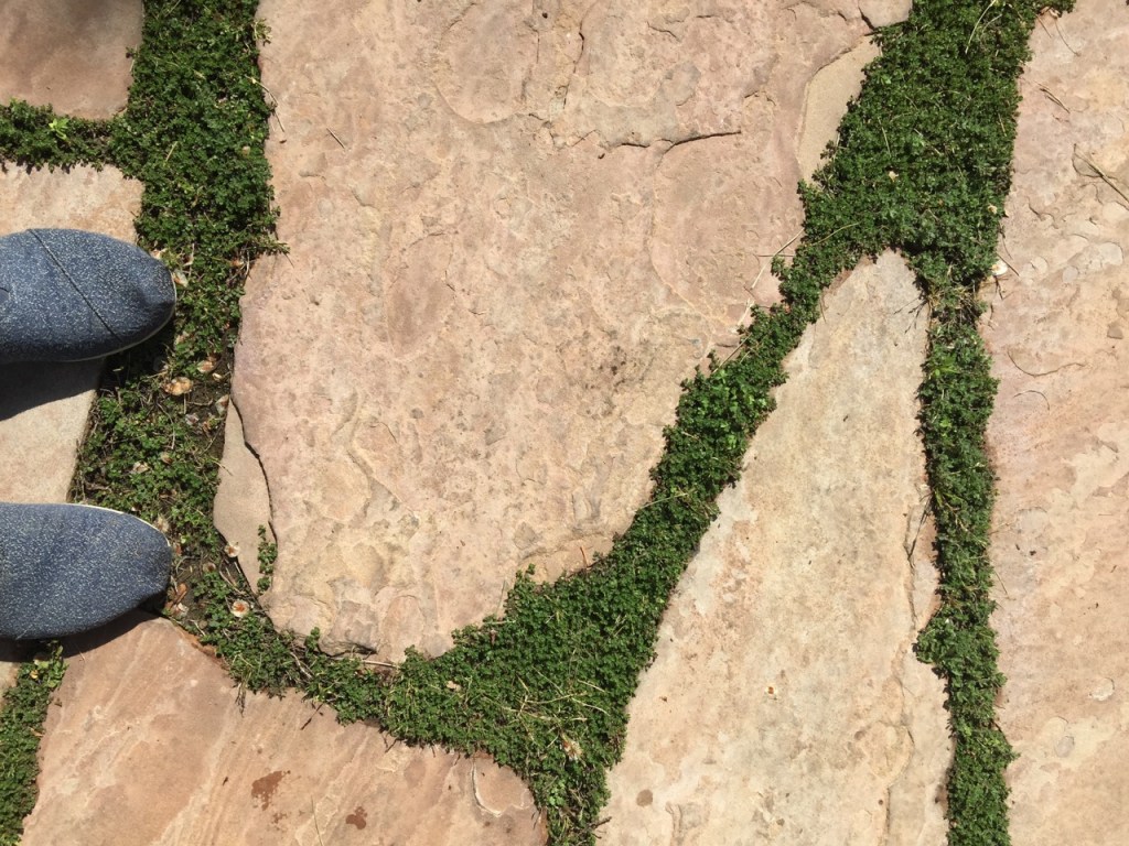 Path at the Allied Arts Guild