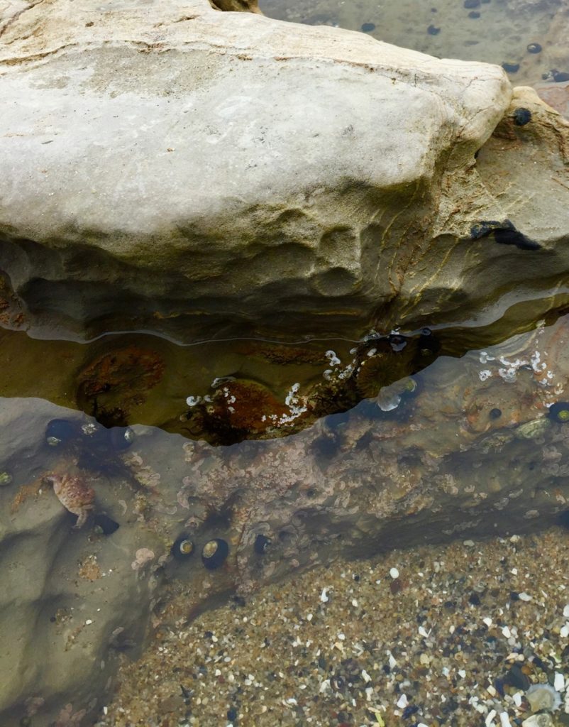 Crab, snails, and sea anemone