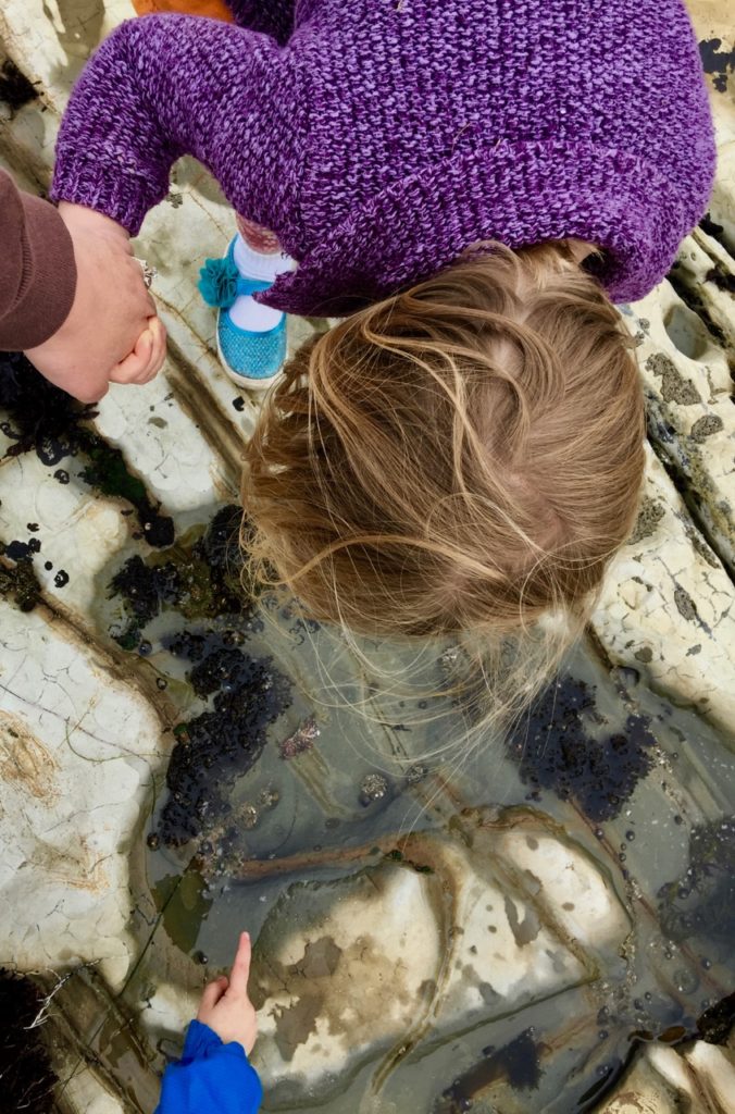 Crab in tide pool at Natural Bridges State Beach