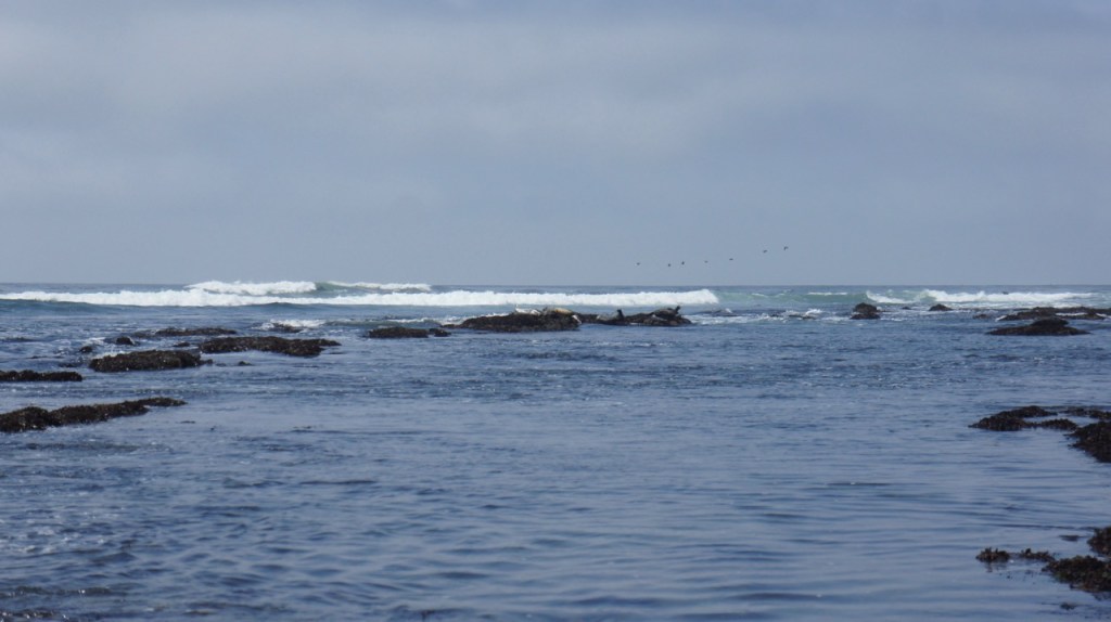 Seals Sleeping at Fitzgerald Marine Preserve